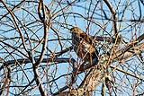 Coopers Hawk BWA Dec 2022